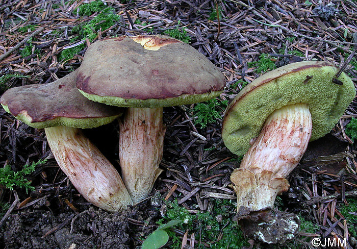 Xerocomus ferrugineus