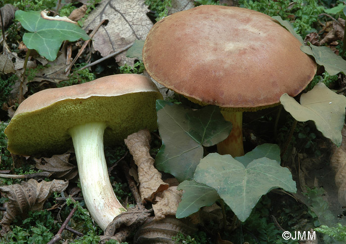 Xerocomus ferrugineus