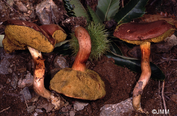 Xerocomus ferrugineus