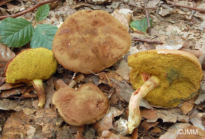 Xerocomus ferrugineus