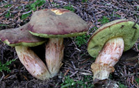 Xerocomus ferrugineus