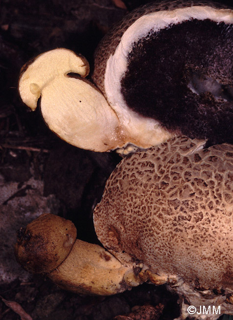 Xerocomus parasiticus sur Scleroderma citrinum