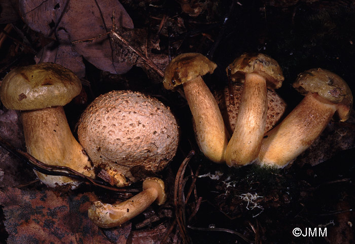 Xerocomus parasiticus sur Scleroderma citrinum