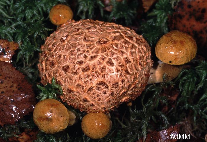 Xerocomus parasiticus sur Scleroderma citrinum