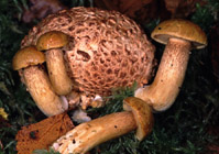 Xerocomus parasiticus