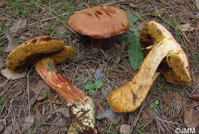 Xerocomus persicolor = Rheubarbariboletus persicolor = Xerocomellus persicolor
