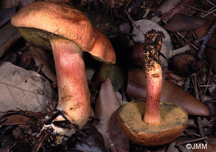 Xerocomus persicolor