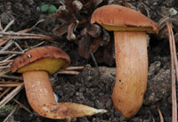 Xerocomus persicolor