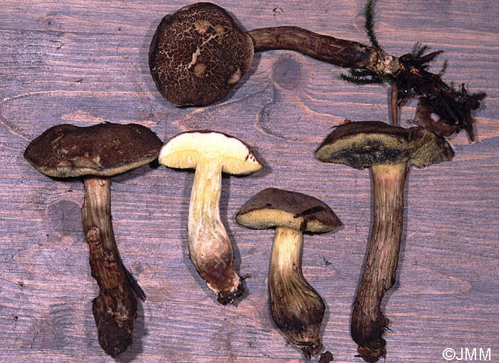 Xerocomus porosporus