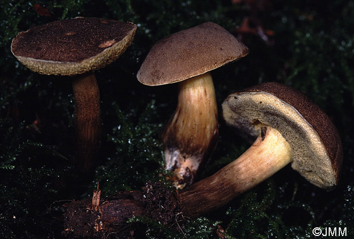 Xerocomus porosporus