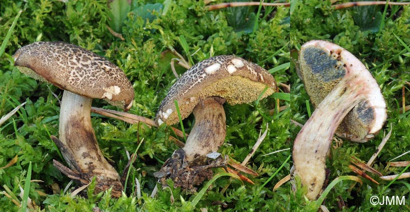 Xerocomus porosporus