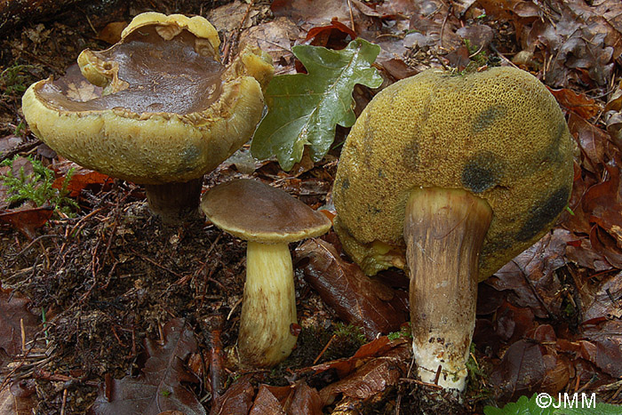 Xerocomus porosporus