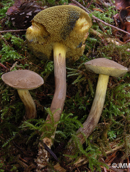 Xerocomus porosporus