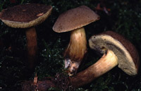 Xerocomus porosporus