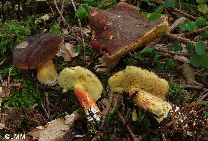 Xerocomus pruinatus