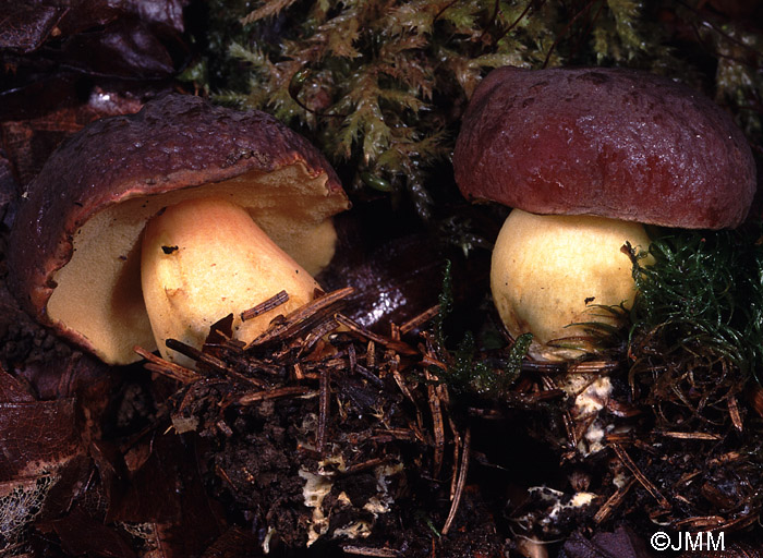 Xerocomus pruinatus