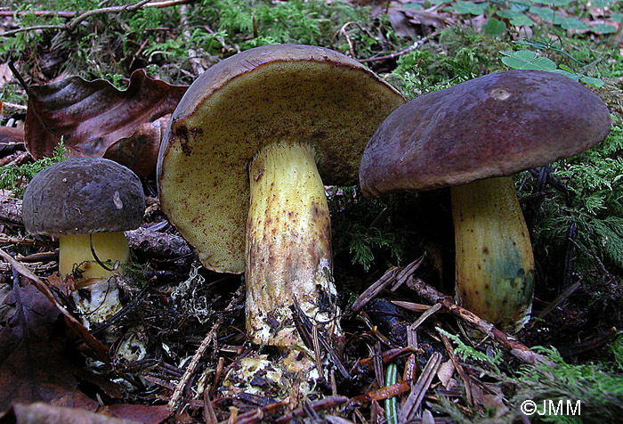 Xerocomus pruinatus