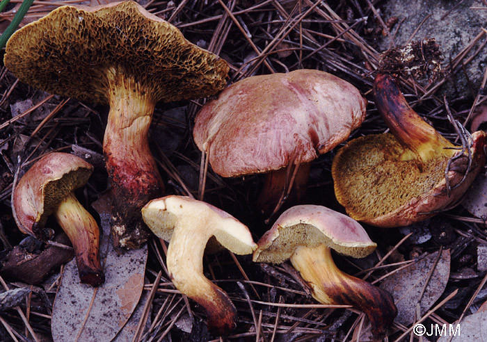 Xerocomus redeuilhii = Xerocomus dryophilus ss. auct eur.