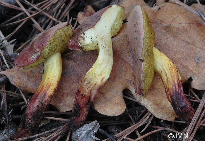 Xerocomus redeuilhii = Xerocomus dryophilus ss. auct eur.