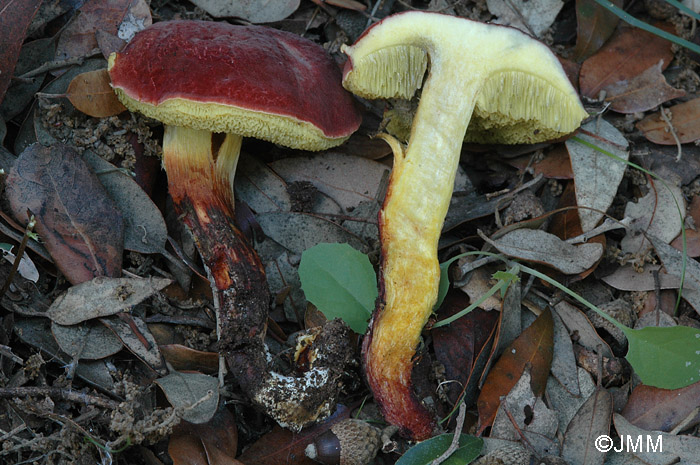 Xerocomus redeuilhii = Xerocomus dryophilus ss. auct eur.