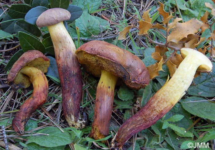 Xerocomus redeuilhii = Xerocomus dryophilus ss. auct eur.