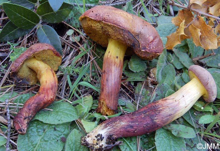 Xerocomus redeuilhii = Xerocomus dryophilus ss. auct eur.