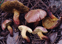 Xerocomus redeuilhii