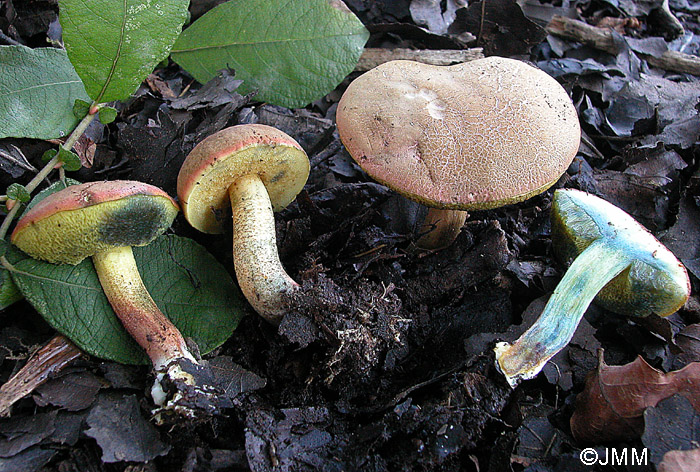 Xerocomus ripariellus