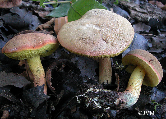 Xerocomus ripariellus