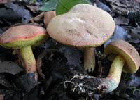 Xerocomus ripariellus