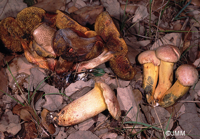 Xerocomus roseoalbidus