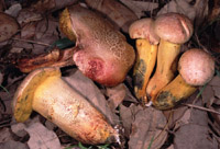 Xerocomus roseoalbidus