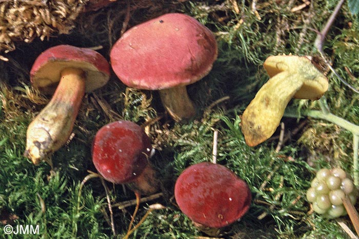 Xerocomus rubellus