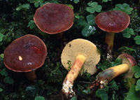 Xerocomus rubellus