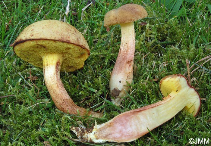 Xerocomus subtomentosus