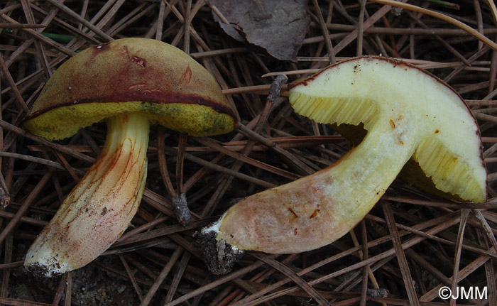 Xerocomus subtomentosus : Chair rose caractristique  la base du stipe