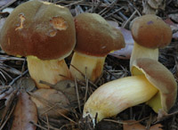 Xerocomus subtomentosus