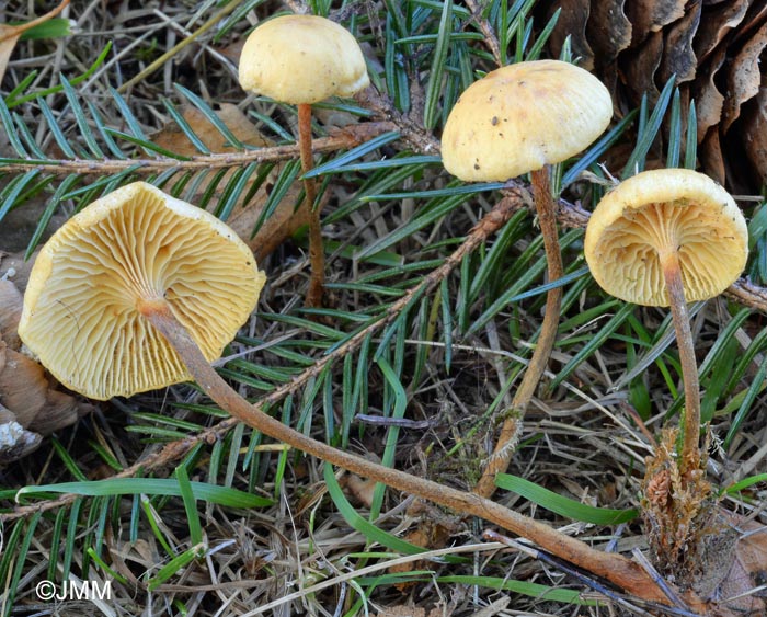 Xeromphalina cauticinalis