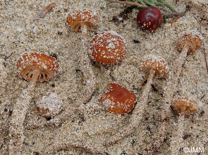 Xerula mediterranea = Laccariopsis mediterranea