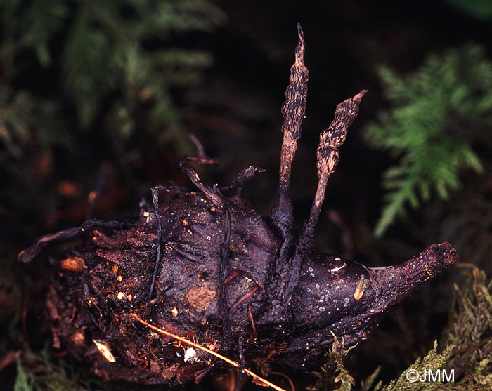 Xylaria carpophila