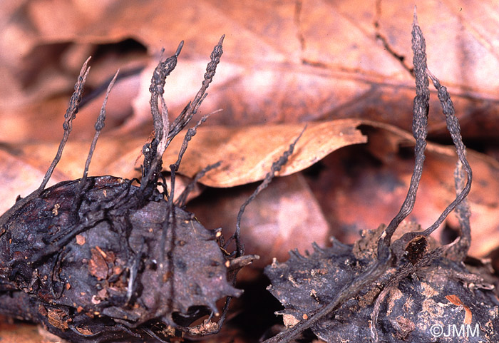 Xylaria carpophila