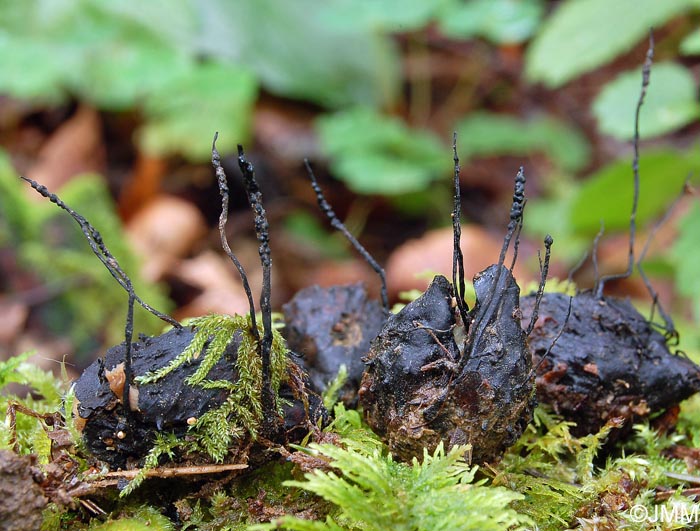 Xylaria carpophila