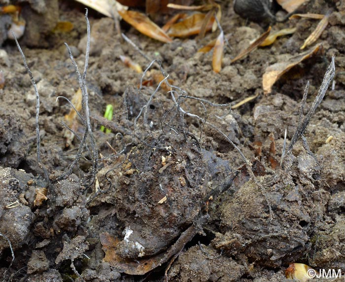 Xylaria carpophila