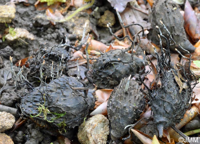 Xylaria carpophila : anamorphe