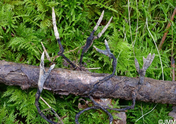 Xylaria cinerea