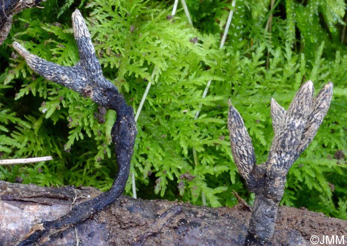 Xylaria cinerea