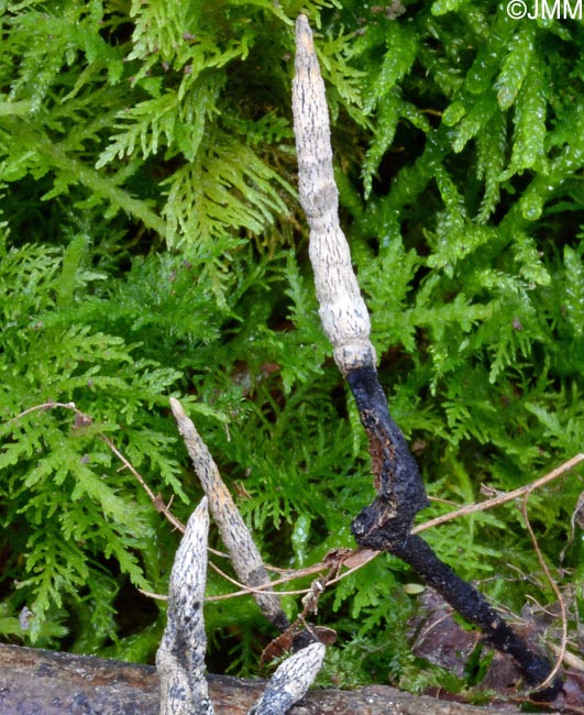 Xylaria cinerea