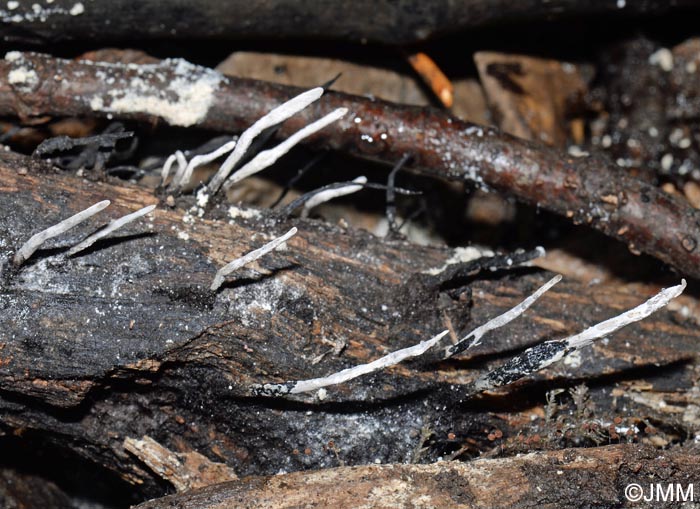 Xylaria hypoxylon