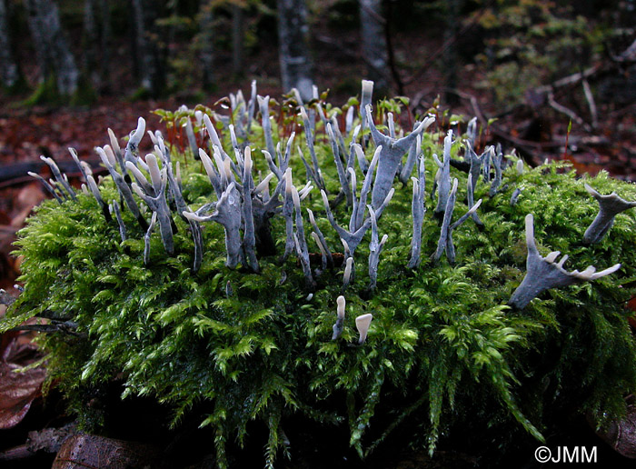 Xylaria hypoxylon