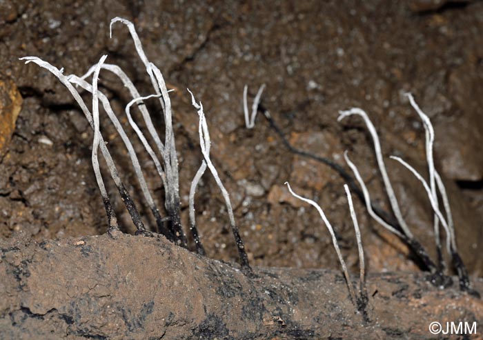 Xylaria hypoxylon